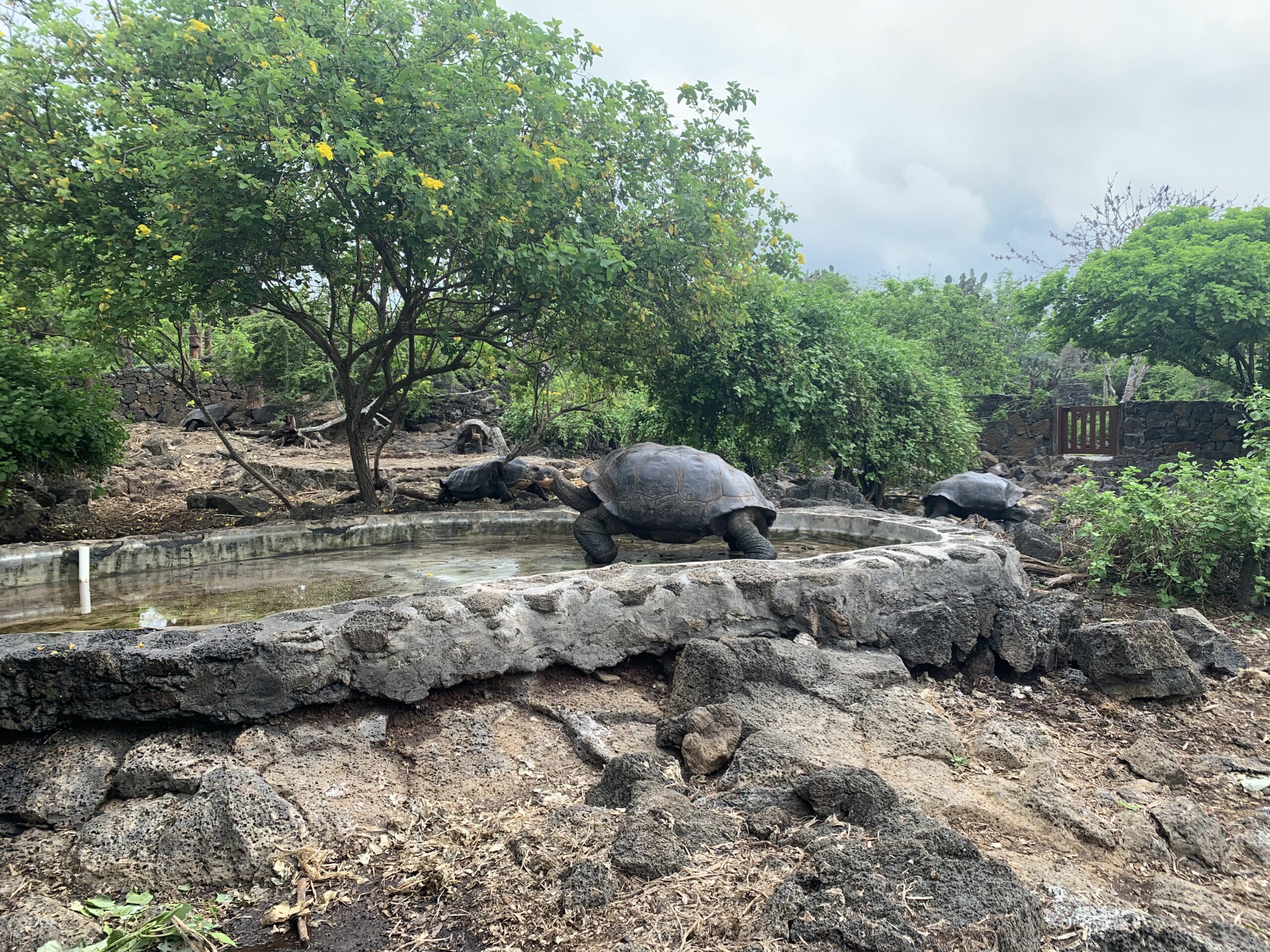 Riesenschildkröte im Gehege auf Galapagos